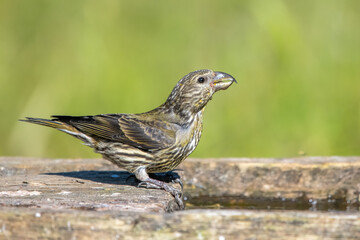 Çaprazgaga » Red Crossbill » Loxia curvirostra