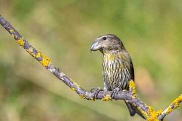 Çaprazgaga » Red Crossbill » Loxia curvirostra