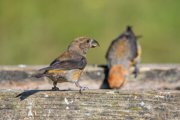 Çaprazgaga » Red Crossbill » Loxia curvirostra