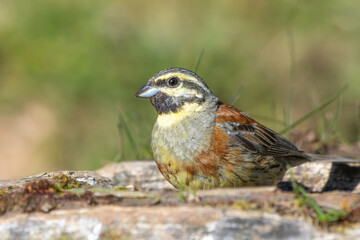 Bahçe kirazkuşu » Cirl Bunting » Emberiza cirlus