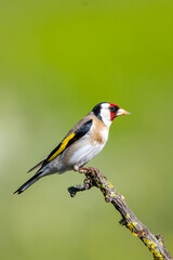 Saka » European Goldfinch » Carduelis carduelis