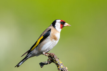 Saka » European Goldfinch » Carduelis carduelis