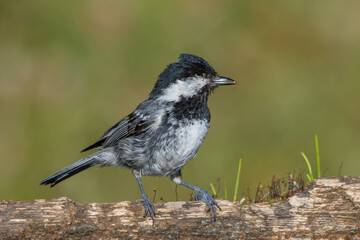 Çam baştankarası » Coal Tit » Periparus ater