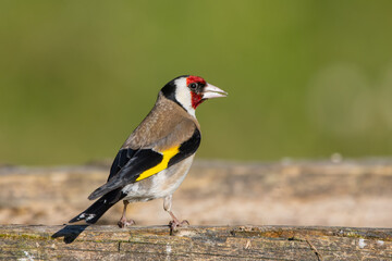Saka » European Goldfinch » Carduelis carduelis