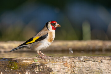 Saka » European Goldfinch » Carduelis carduelis