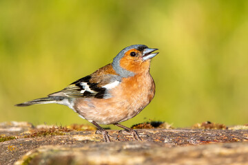 Fototapeta premium İspinoz » Common Chaffinch » Fringilla coelebs