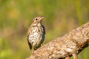 Öter ardıç » Song Thrush » Turdus philomelos