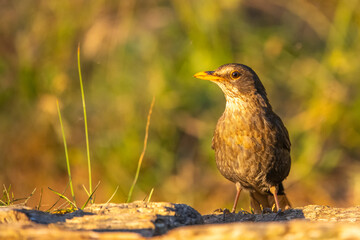 Karatavuk » Common Blackbird » Turdus merula