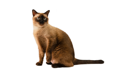 Siamese cat sitting on white background. isolate