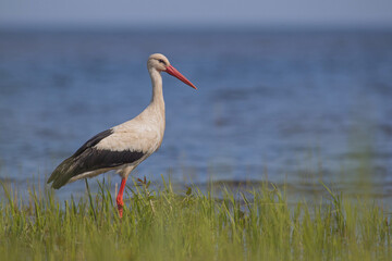 white stork on the beach in sunshine estonia