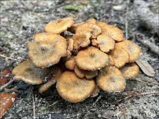 A group of mushrooms of varying sizes and colors grow in a patch of sandy soil. The mushrooms are clustered together, their stems and caps rising up from the sandy soil with a  few blades of grass.