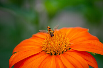 Fliege auf wunderschöner Blume 
