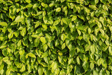 a beech hedge with fresh green leaves