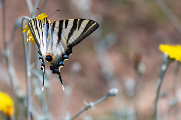 Detail of a large swallowtail butterfly (Iphiclides feisthamelii) on a yellow flower © Miguel Ángel RM