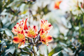 Lys des incas ou alstroemeria aurea graham jolie fleur orange et rouge dans le jardin par un temps ensoleillé © PicsArt