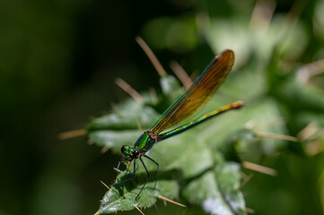 Blue Damselfly (Calopteryx virgo) perched on a plant next to a mountain stream