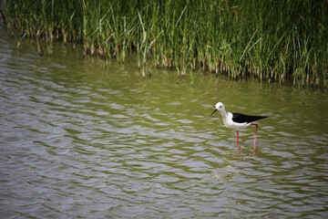 Bird black-winged stilt (Himantopus himantopus) in a lagoon