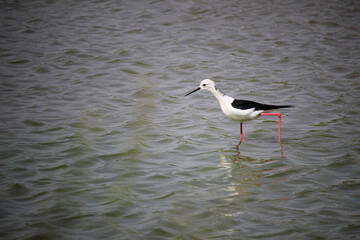 Bird black-winged stilt (Himantopus himantopus) in a lagoon