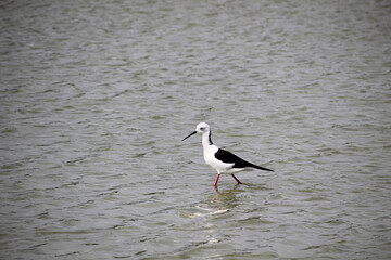 Bird black-winged stilt (Himantopus himantopus) in a lagoon