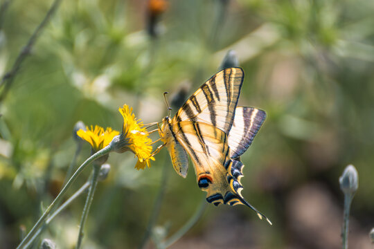 Detail of a large swallowtail butterfly (Iphiclides feisthamelii) on a yellow flower