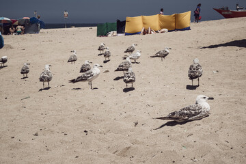 Seagulls resting at Angeiras beach, Matosinhos, Porto, Portugal