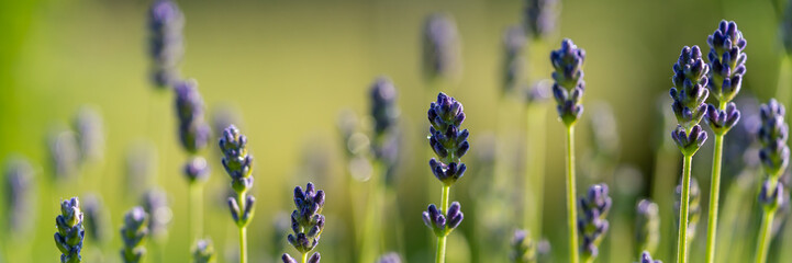 Close up of beautiful purple lavender