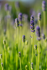 Close up of beautiful purple lavender