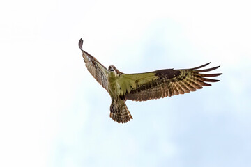 Western osprey  (Pandion haliaetus) in flight