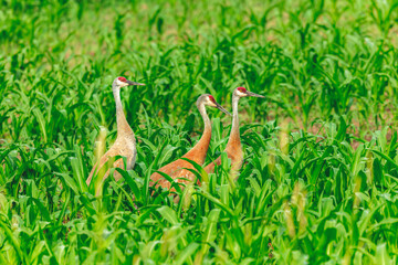 Sandhill crane (Antigone canadensis).This bird is one of only two North American endemic crane species