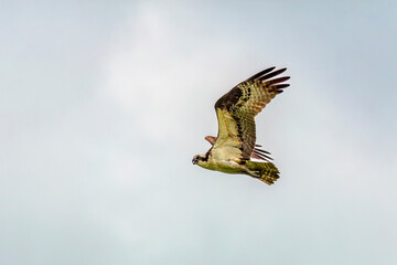 Western osprey  (Pandion haliaetus) in flight