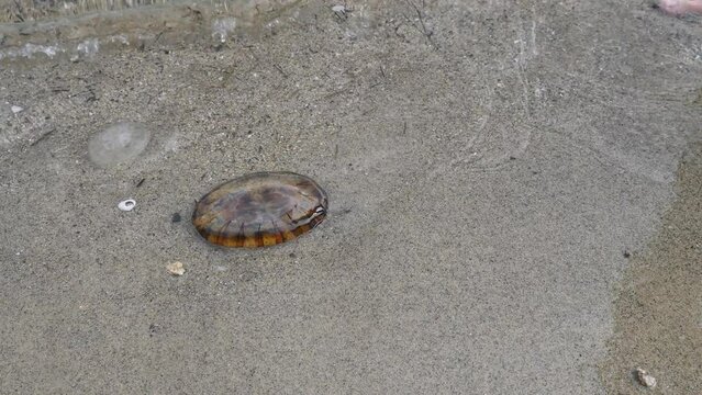 compass jellyfish  Chrysaora hysoscella on the beach with tides