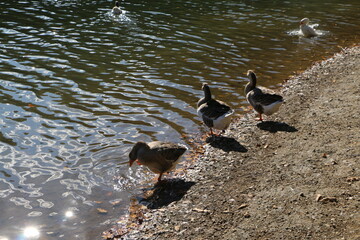 ducks swimming in the lake