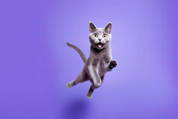 Happy Russian Blue Cat In Jumping, In Flight On Purple Background. Generative AI