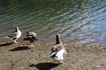 ducks on the shore