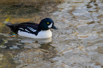 Barrow's Goldeneye Male Duck Swimming In Open Water In December