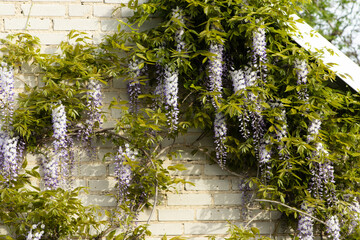 Natural chinese wisteria flowers on stone wall. Blue Wisteria blossom garden - obrazy, fototapety, plakaty