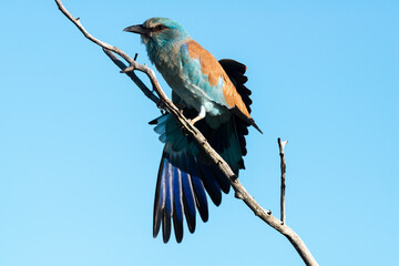 Rollier d'Europe,.Coracias garrulus , European Roller