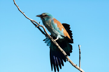 Rollier d'Europe,.Coracias garrulus , European Roller