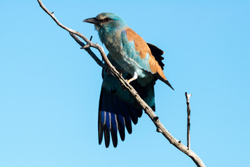 Rollier d'Europe,.Coracias garrulus , European Roller