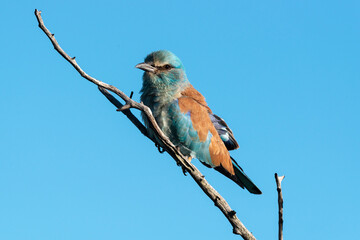 Rollier d'Europe,.Coracias garrulus , European Roller
