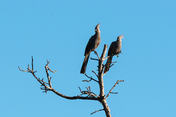 Touraco concolore,.Corythaixoides concolor, Grey Go away bird