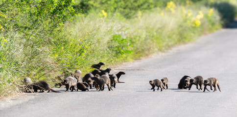 Mangouste des marais, Atilax paludinosus, Parc national Kruger, Afrique du Sud