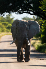 Fototapeta na wymiar Éléphant d'Afrique, Loxodonta africana, gros porteur, Parc national Kruger, Afrique du Sud