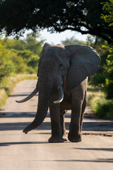 Naklejka na ściany i meble Éléphant d'Afrique, Loxodonta africana, gros porteur, Parc national Kruger, Afrique du Sud