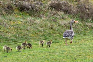 Oie cendrée, Anser anser, Greylag Goose, Ile Texel, Pays Bas
