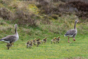 Oie cendrée, Anser anser, Greylag Goose, Ile Texel, Pays Bas