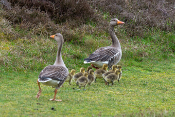 Oie cendrée, Anser anser, Greylag Goose, Ile Texel, Pays Bas