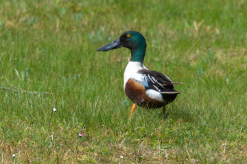 Canard souchet,.Spatula clypeata, Northern Shoveler