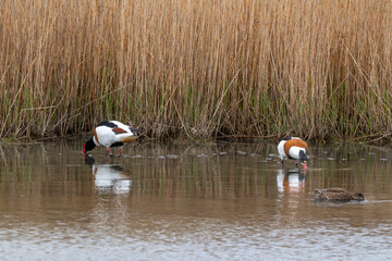 Tadorne de Belon,.Tadorna tadorna, Common Shelduck