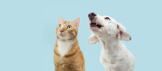 Banner pets. Profile puppy dog and cat looking up. Isolated on blue background.